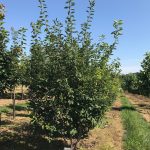 Amelanchier laevis | Serviceberry | Allegheny | Clump