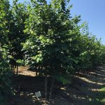 Cercis canadensis | Redbud | Eastern Clump