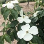 Cornus x | Dogwood | Hyperion