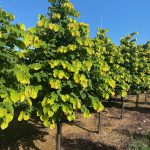 Cercis canadensis | Redbud | The Rising Sun