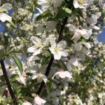 Malus | Crabapple | Sugar Thyme