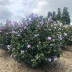 Hibiscus syriacus | Rose of Sharon | Blue Angel