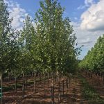 Betula nigra | River Birch | Heritage Single Stem