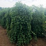 Cercis canadensis | Redbud | Pink Heartbreaker (weeping)