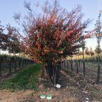 Lagerstroemia | Crape Myrtle | Sarah’s Favorite