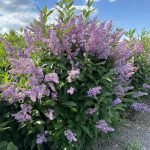 Syringa prestoniae | Lilac | Donald Wyman