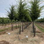 Zelkova serrata | Zelkova | Burgundy Vase