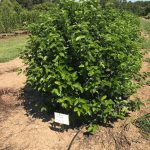 Viburnum dentatum | Viburnum | Chicago Lustre