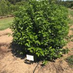 Viburnum dentatum | Viburnum | Chicago Lustre