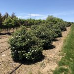 Viburnum plicatum | Viburnum | Summer Snowflake