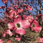 Cornus florida | Dogwood | Cherokee Brave