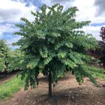 Cercis canadensis | Redbud | Minnesota Strain