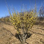 Hamamelis mollis | Witch Hazel | Sweet Sunshine