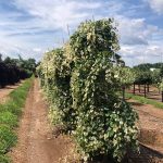 Cercis canadensis | Redbud | Whitewater