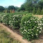 Viburnum dentatum | Viburnum | Proven Winners® Color Choice® Blue Muffin